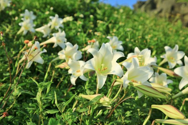 初夏北海岸的山花亂舞-麟山鼻的台灣百合125493