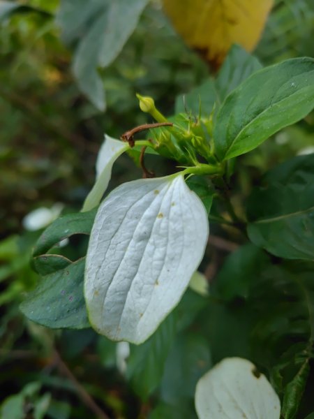 朝聖橋-射鹿部落-高燕部落-旗鹽山-排雲瀑布-沙拉灣瀑布2771040