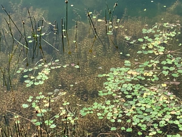 七星山苗圃線-夢幻湖1862611