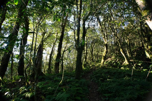 新竹 尖石 東穗山、島田山2939419