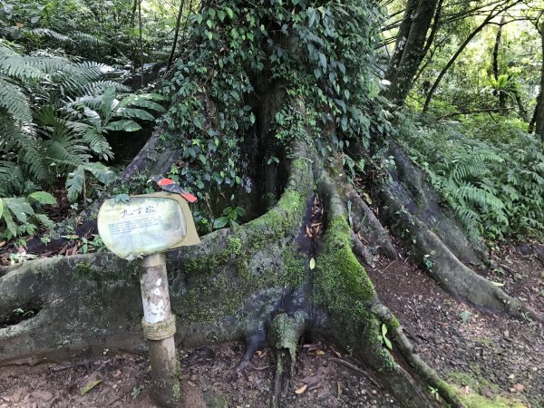 小百岳 編號89號 鯉魚山893505