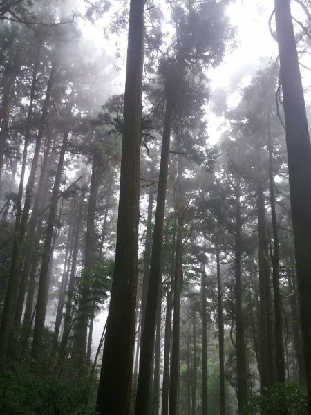 大凍山/霹靂山/雲之道/櫻之道696967