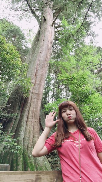 新竹檜山巨木群步道982182