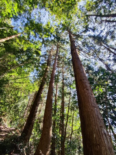 大雪山長壽三崠2691102