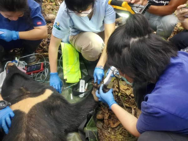 【新聞】花蓮卓溪台灣黑熊受困陷阱 左前肢壞死截肢擇期野放