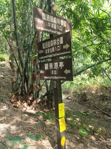龍過脈森林步道2372907