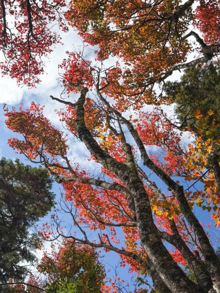 鳶嘴稍來步道賞楓季 ，大雪山門票優惠到12/31！2969562
