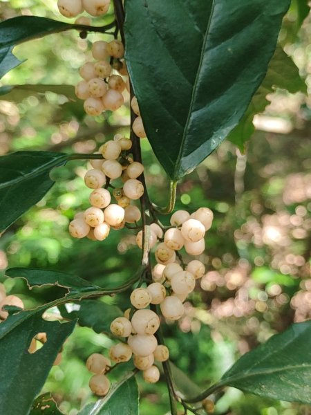 始終如一的愛心縱走2993452