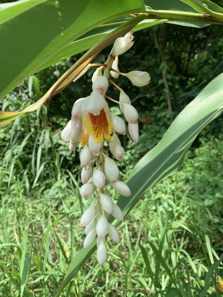 20240608高雄北旗尾南山-北旗尾山-旗尾山2523598