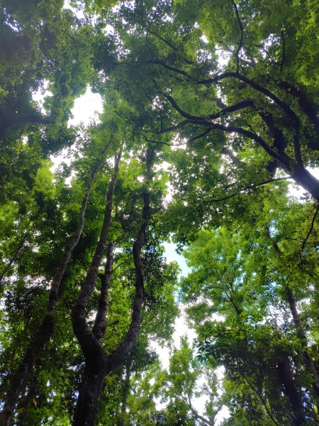 達娜伊谷-里美避難步道-巨石板步道-約富霓2788551