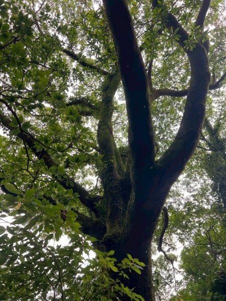 陽明山東西大縱走2793885