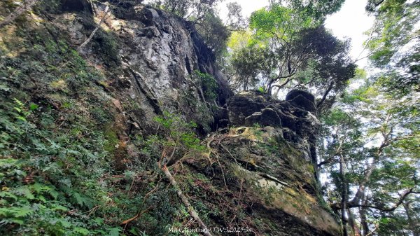 《新竹》斷崖神木｜北得拉曼步道小P繞202510172917509