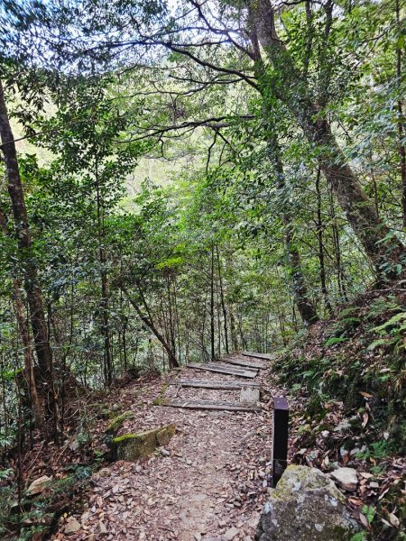 大雪山森林遊樂區森林浴步道2966021