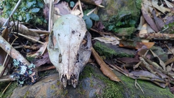 北坑山大板根東洗水山盡尾山東北峰2701697