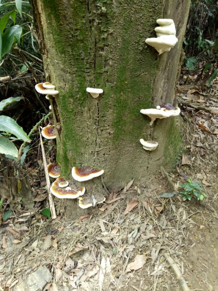 小百岳苗栗關刀山(出關古道：聖關段)1901150