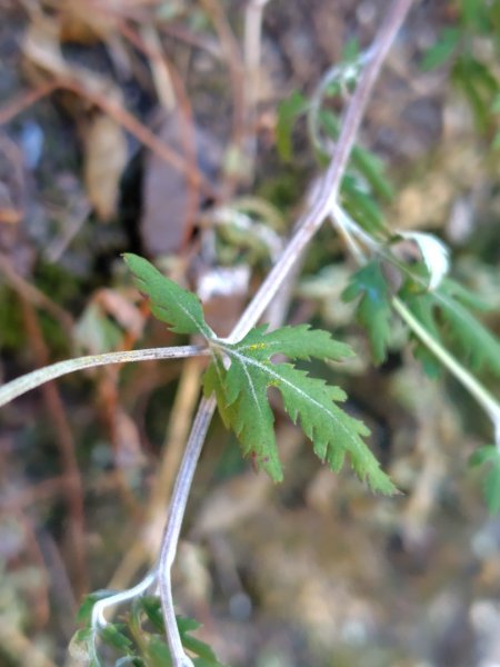 東埔走八通關古道訪龍貓公車繞對關山O型2962765