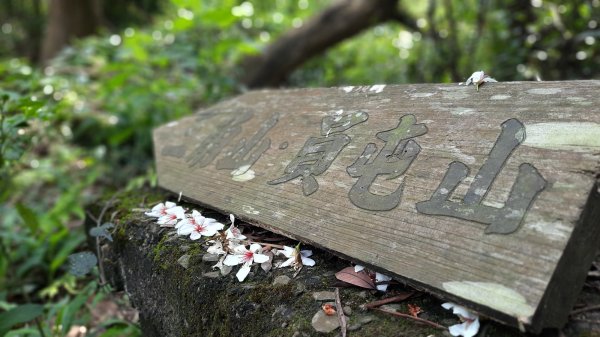 《苗栗》雙峰桐花｜雙峰山桐花賞景之旅202304292132801