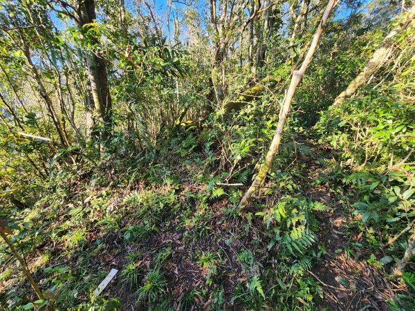 20260214磨碧潭山(坪林上三角崙山失敗中途撤退)回程順遊大尾山步道鬼子瀨尖3010923