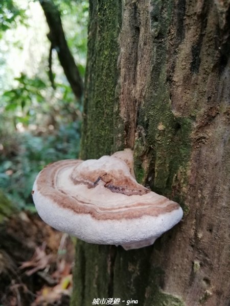 【桃園。大溪】療癒的綠色山徑。 小百岳集起來。編號23小百岳-溪洲山1448886