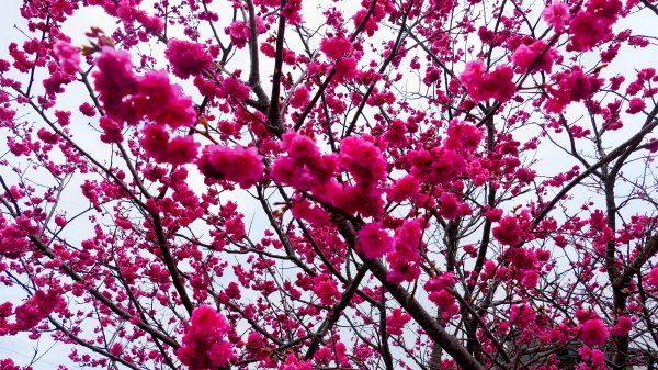 《蘭陵王・林口櫻花》2715958