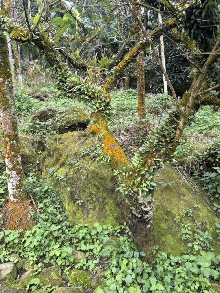 20251019伍龍步道-梅峰-竹子尖山-福光山2924082