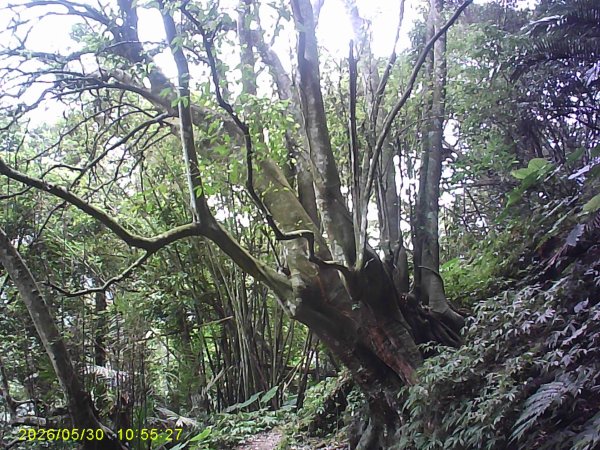 內灣南坪古道、馬胎古道及內灣O繞，順道拜訪位移總督府交通局遞信部基石。3067404