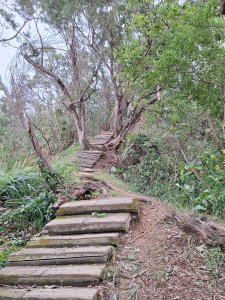 古坑荷苞山步道+小溪子山202411032642260