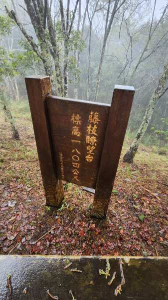 111/12/18藤枝森林園區東藤枝山、藤枝山1979559
