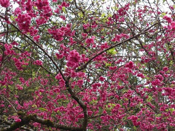 拳頭姆自然步道3007180