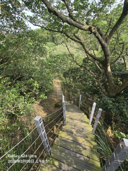 2026-03-08微笑山線：【大棟山系】百年大榕樹段3011687