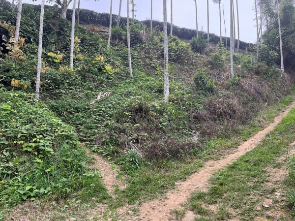 2023_0429_挑筍古道2138231