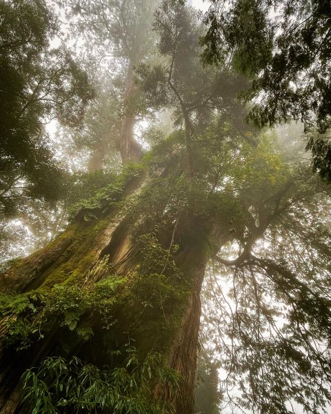 二延坪_鹿林山2865325