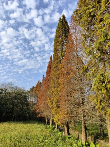 2024.01.07 橫山三叉埤、墩子銃古道2843803
