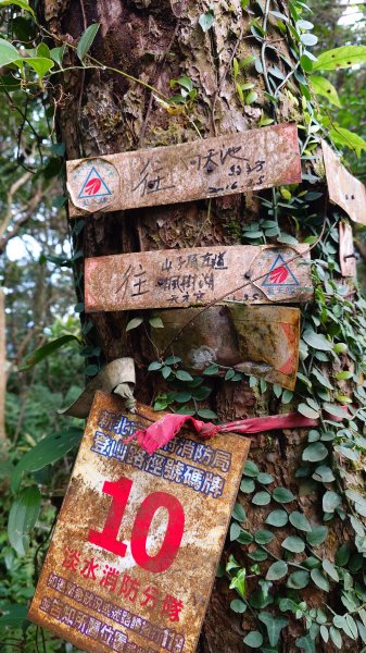 20260125 陽明山前後山健行(無極天元宮~山仔頂步道.向天池.向天山.面天山.二子坪)2997983