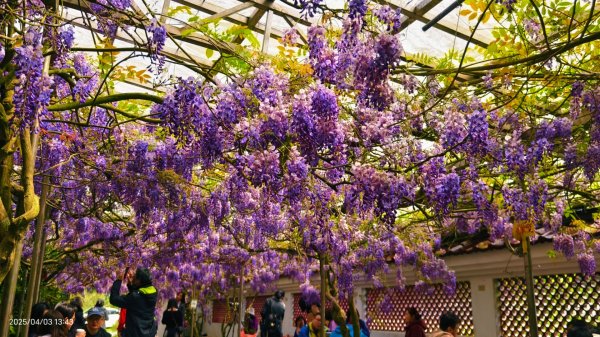 追花是簡單的快樂，賞花是恬淡的幸褔 4/32751454