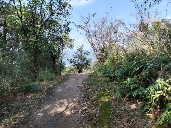 汐止區茄苳越嶺古道+上鹿窟崙山+九層坪山+四分尾山+大尖山8字走2981640