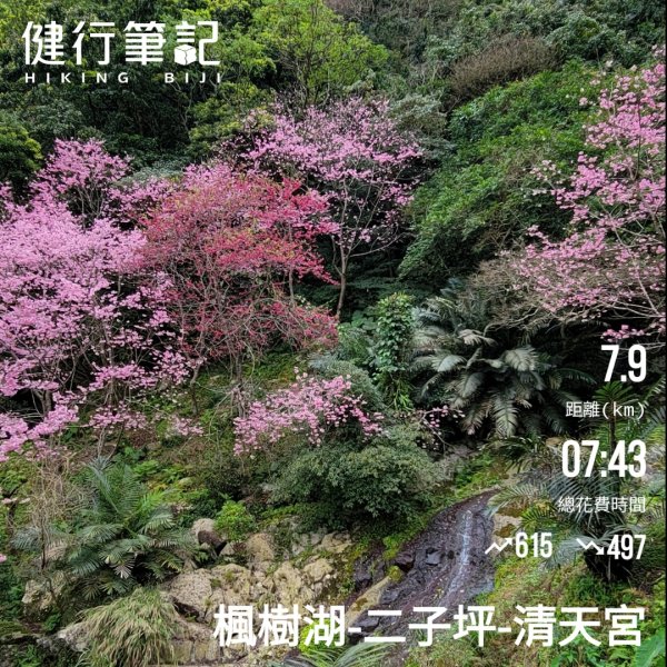賞花+爬山健行-202402242436980