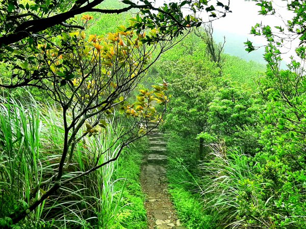 走遍陽明山：擎天崗系｜迷霧中的草原祕境、古道幽境2123784