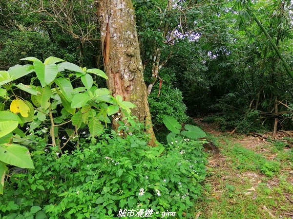 【台南。南化】開車比爬山還辛苦。小百岳集起來。編號66小百岳~西阿里關山1473550