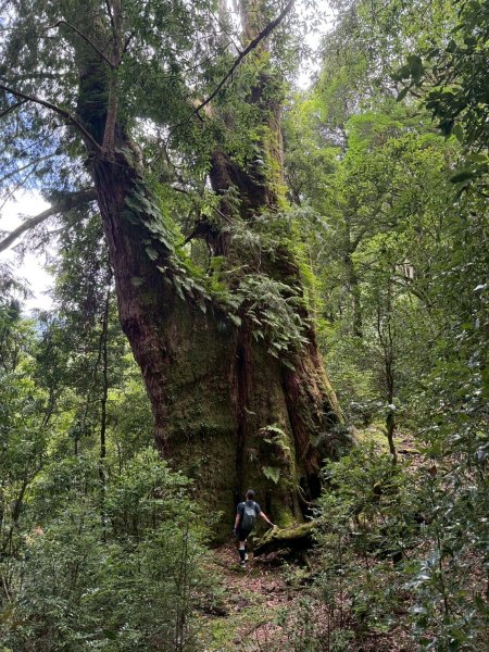 新竹 尖石 鎮西堡巨木群步道A線巨木群 毒龍潭2884754