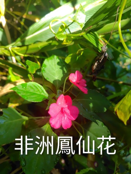 石盤坑 墘溪 橫屏山西峰 橫屏山2890681