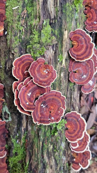 民都有山，夏日首選，好涼爽的中級山，新竹熱門登山景點，時而陽光穿林，時而濃霧彌漫，非常迷人。2827252