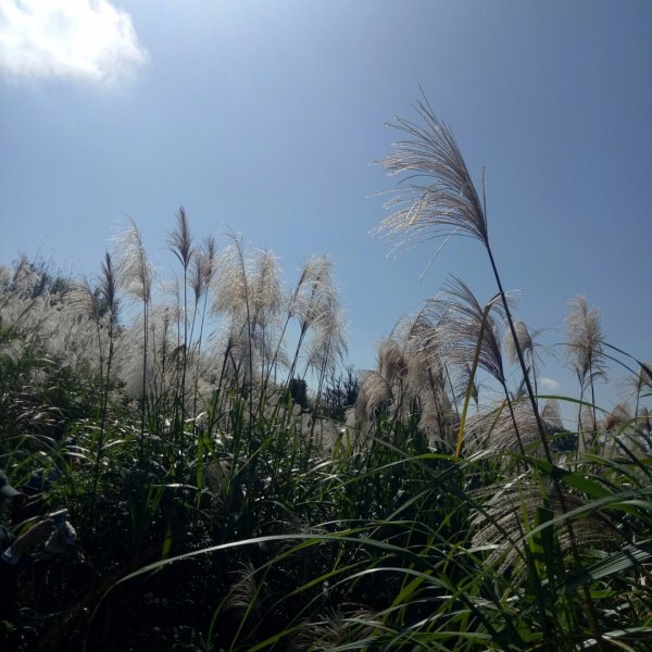 芒花季~金色山脈金字碑古道稜線縱走472002