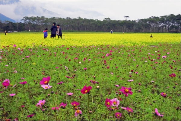 【新聞】大農大富平地森林園區 黃金花海迎春搖曳