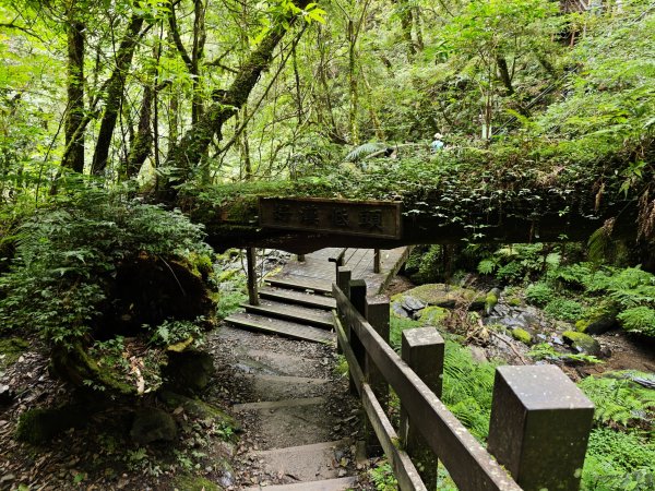 2025_0713 拉拉山神木群步道2837465