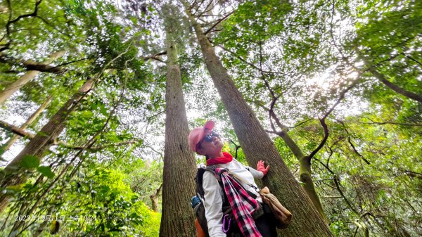 陽明山系的瑞泉、林市、富士坪古道O型走2377404