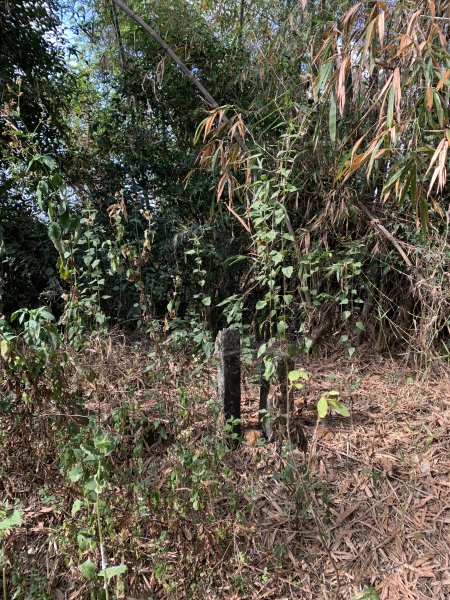 20250315屏東頭崙山-頭崙山西北峰2737220