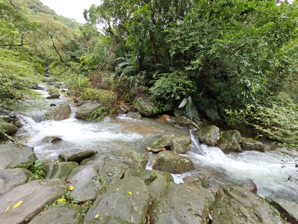 草嶺古道 - 2024草嶺古道芒花季2650865