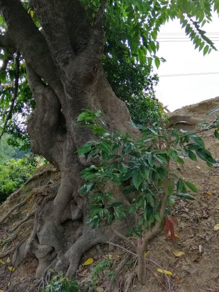 散步賞景。編號46小百岳~阿罩霧山752796