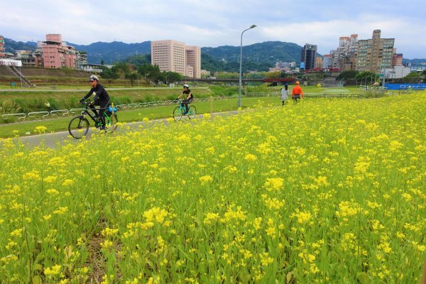 【新聞】搶看限時美景 道南右岸河濱公園 油菜花海療癒盛開